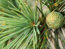 Lebanon Cedar, Cedar of Lebanon Katere