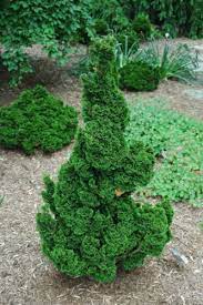 Hinoki False Cypress Bess