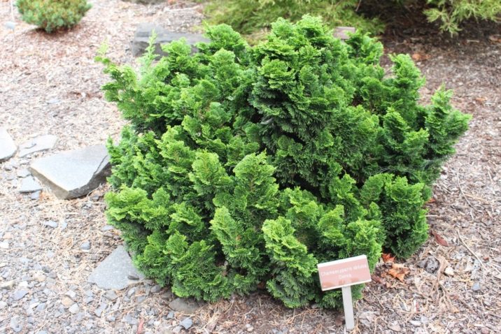 Hinoki False Cypress Densa