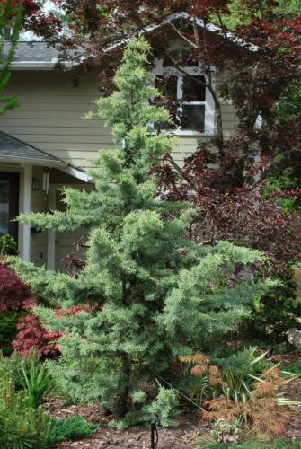 Cupressus, Arizona Cypress, Smooth Cypress, Smooth-Barked Arizona Cypress Chaparral