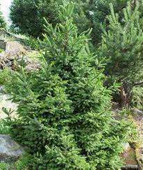 Norway Spruce Wills Zwerg