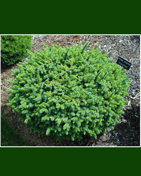 Serbian Spruce Kuschen