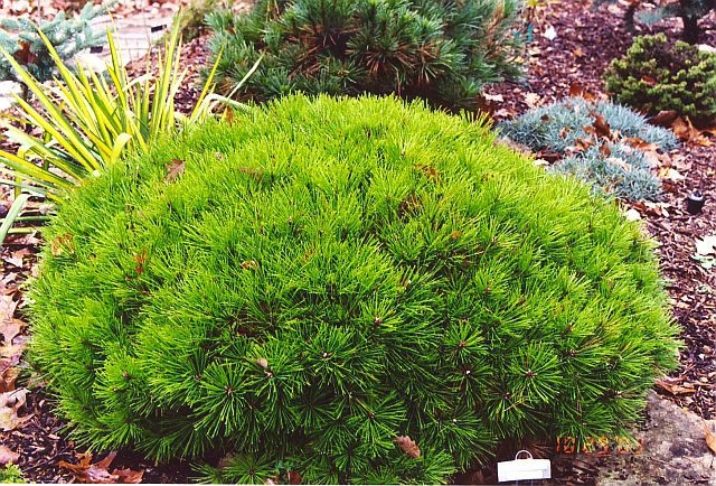 Japanese Red Pine Vibrant