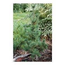 Eastern White Pine Diggy