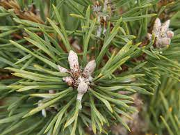 Scots Pine, European Redwood, Scotch Pine Repens