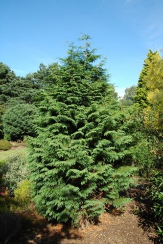 Alaska Cedar, Nootka False Cypress, Nootka Cypress Tatra