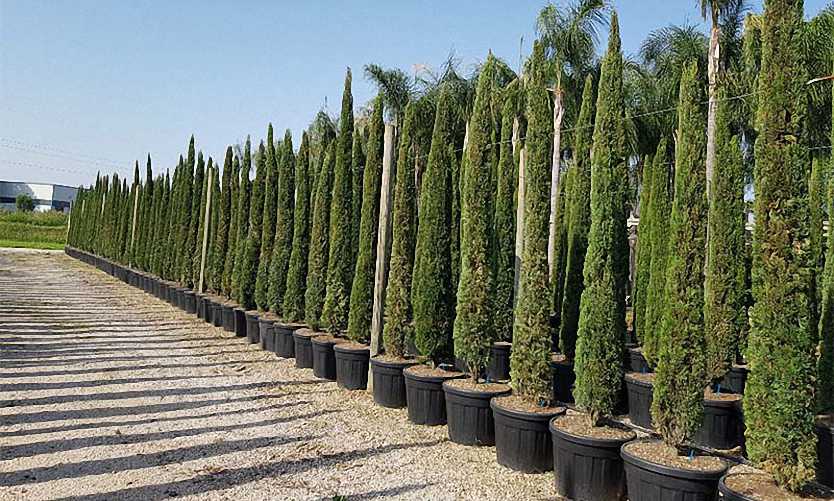 Italian Cypress, Funeral Cypress Green Pencil