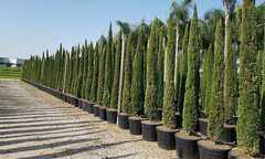 Italian Cypress, Funeral Cypress 'Green Pencil'