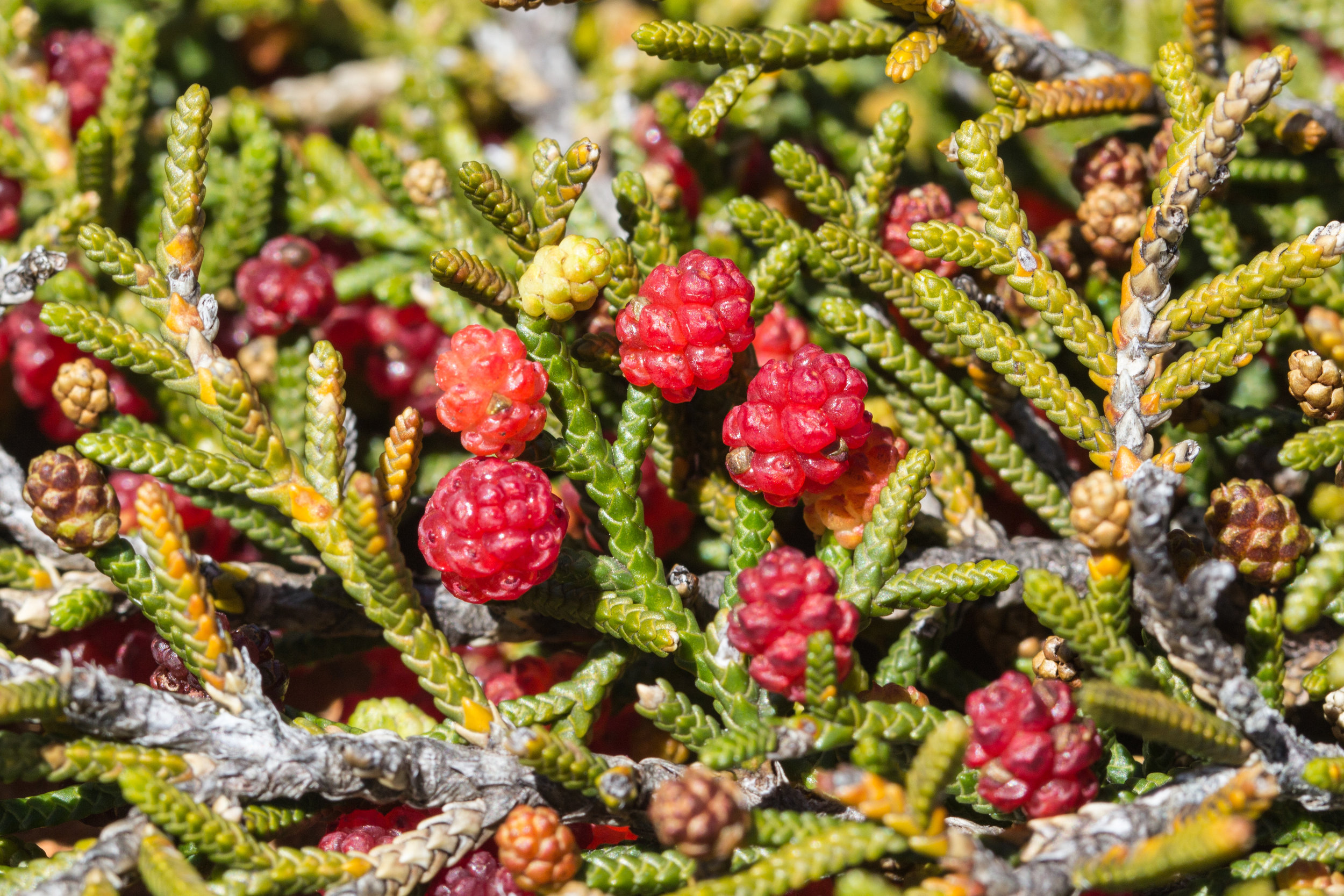 Creeping Pine, Strawberry Pine