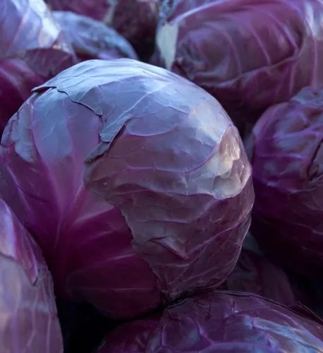 Cabbage, Red Scarlet Ball