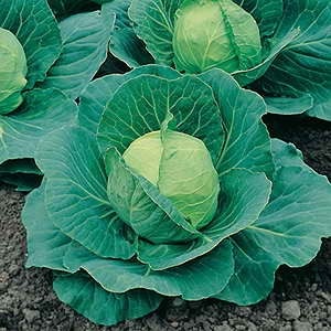 Cabbage Desert Vantage