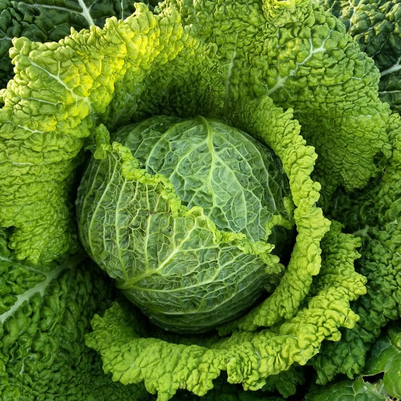 Cabbage, Savoy Chieftrain Drumhead Savoy