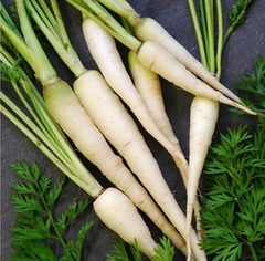 Carrot 'Snow White'