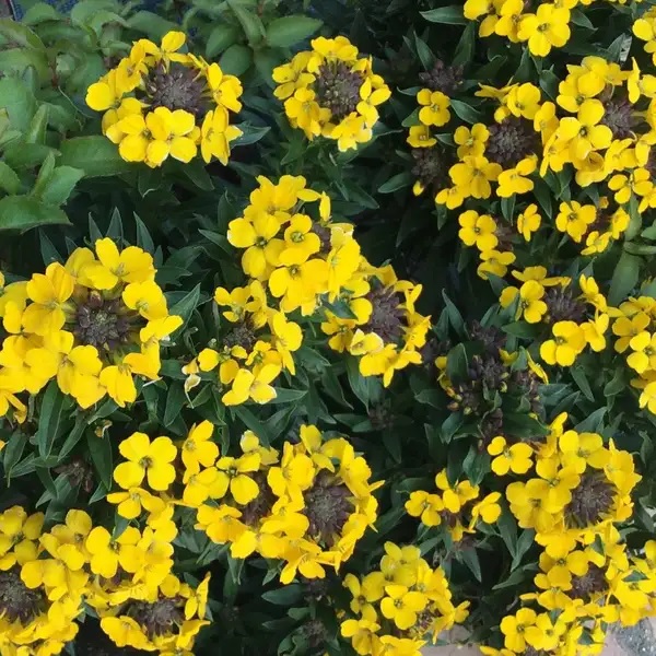 Erysimum, Common Wallflower, English Wallflower Harpur Crewe