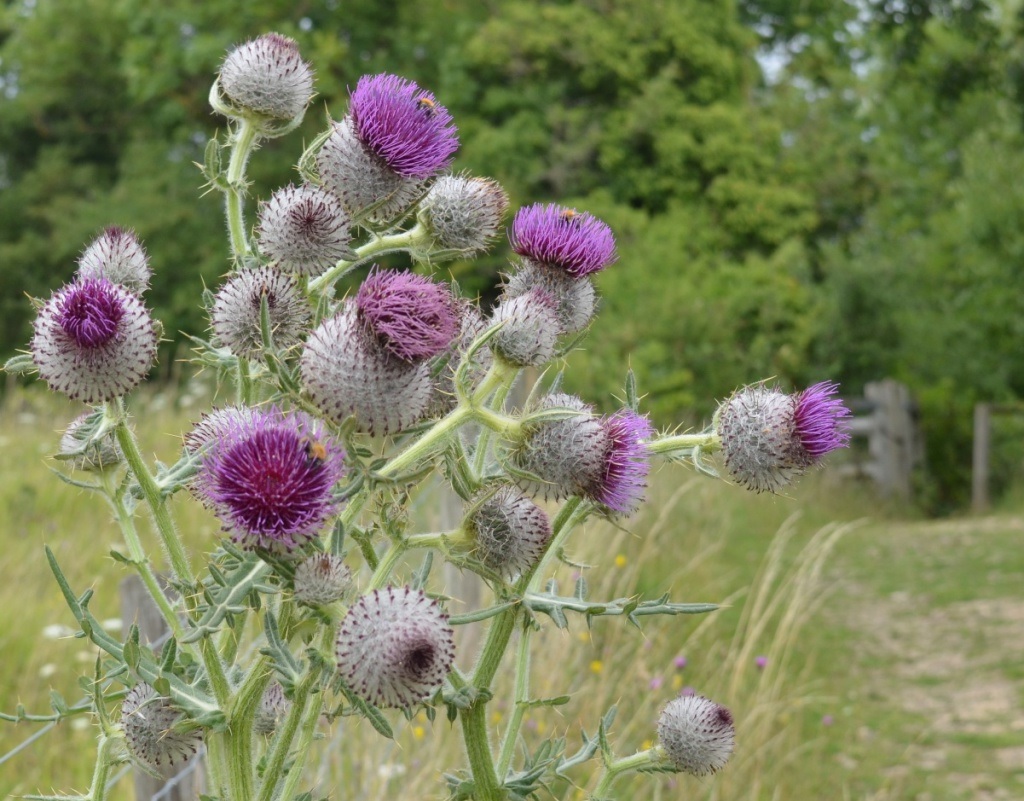 Cirsium Species, Woolly Thistle