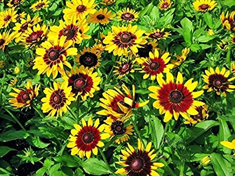 Rudbeckia, Black-Eyed Susan, Gloriosa Daisy Sputnik