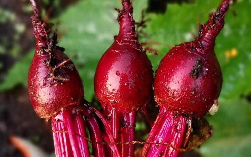 Beet Centurion