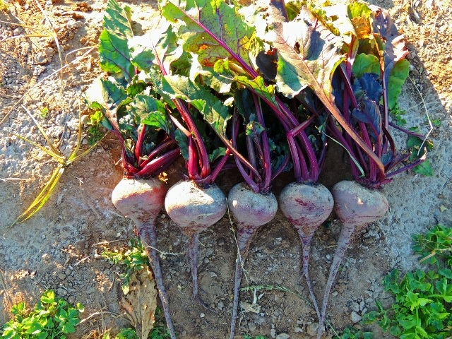 Beet Red Titan
