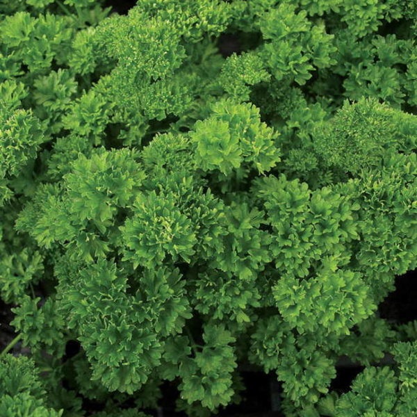 Petroselinum, Parsley Evergreen