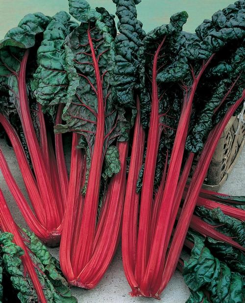 Swiss Chard Cardinal