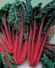 Swiss Chard 'Cardinal'