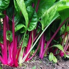 Swiss Chard 'Flamingo'