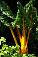 Swiss Chard 'Oriole'