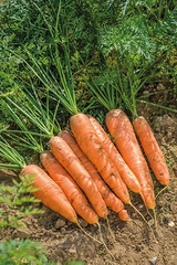 Carrot 'Resistafly'