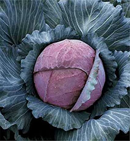 Cabbage Tete Noire
