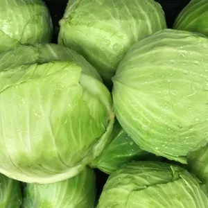 Cabbage Bali