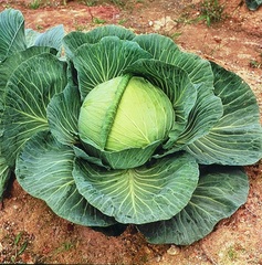 Cabbage 'KK Cross'