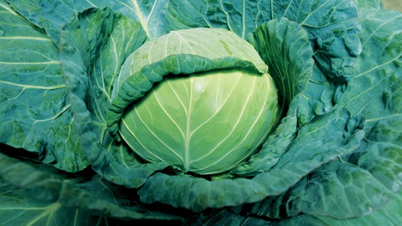 Cabbage Globe Master