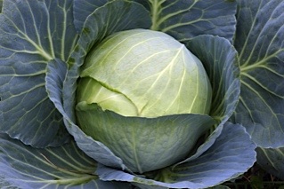 Cabbage Tara