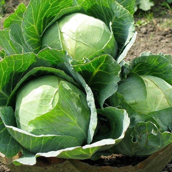 Cabbage Green Coronet