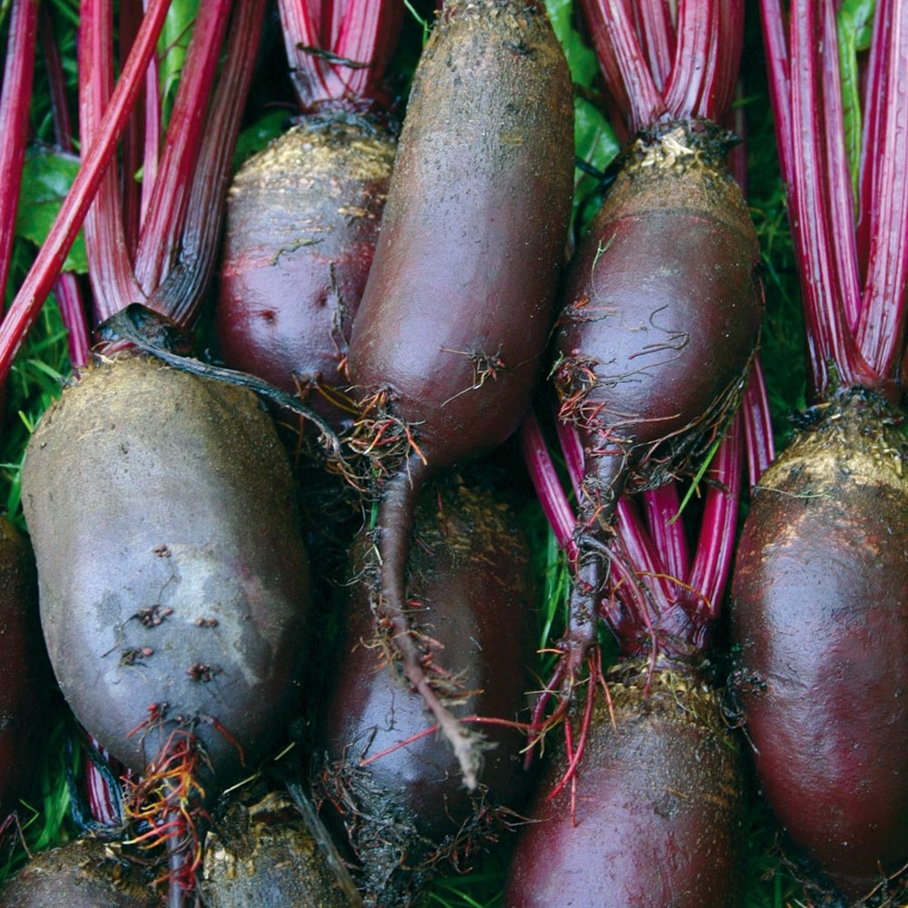 Beet Royal Cylindra