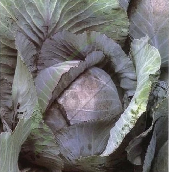 Cabbage, Red Zelox