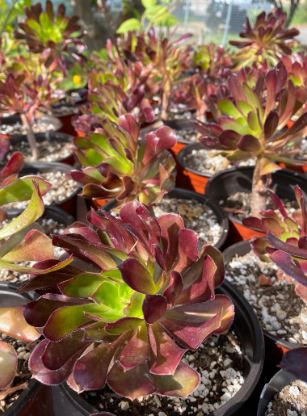 Aeonium Species, Purple Rose