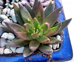 Echeveria 'Black Knight'
