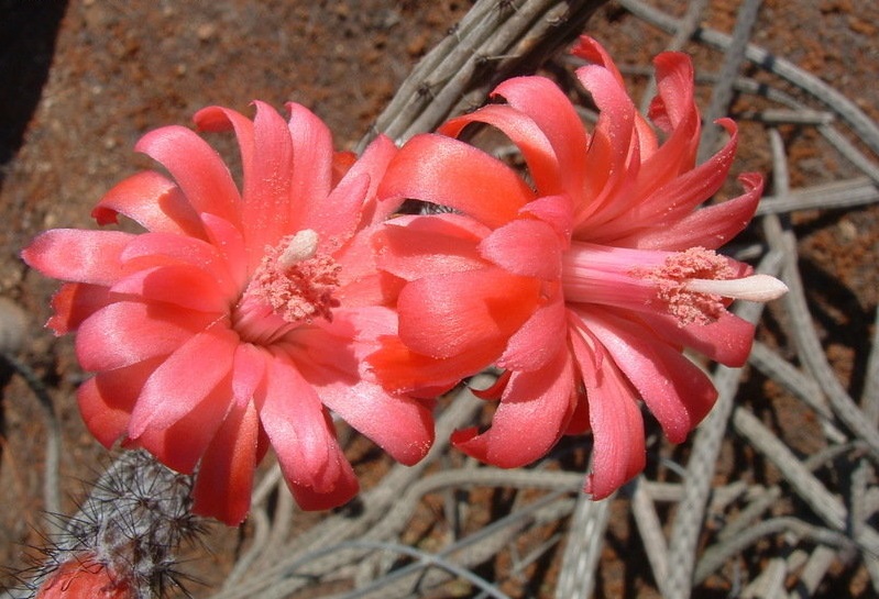 Organito de Víbora, Cardoncillo