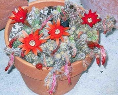Peanut Cactus