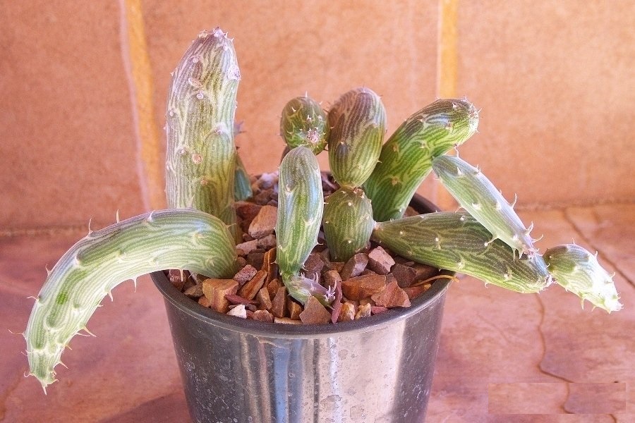 Kleinia Species, Inchworm, Tapeworm Plant