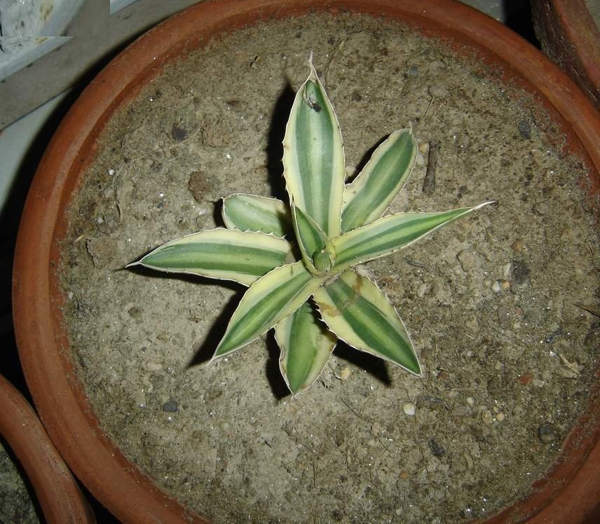 Agave, Variegated Center Stripe Agave Variegata