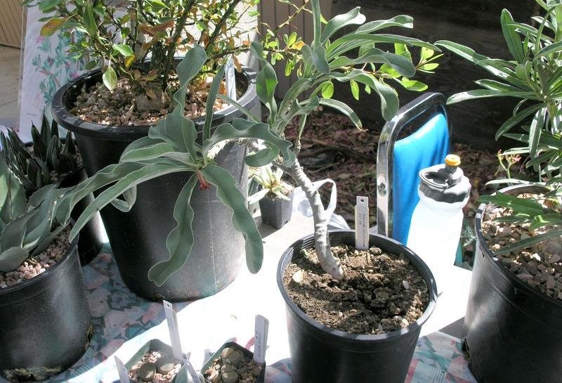 Adenium Species, Desert Rose