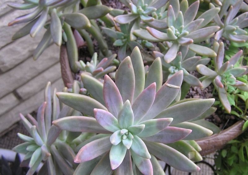 Graptosedum, Sedum Vera Higgins