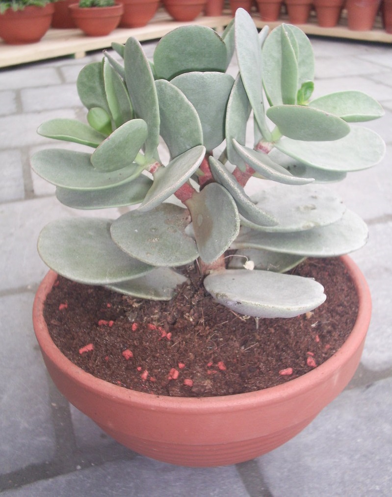 Kalanchoe Species, Dusty Kalanchoe, Mealy Kalanchoe