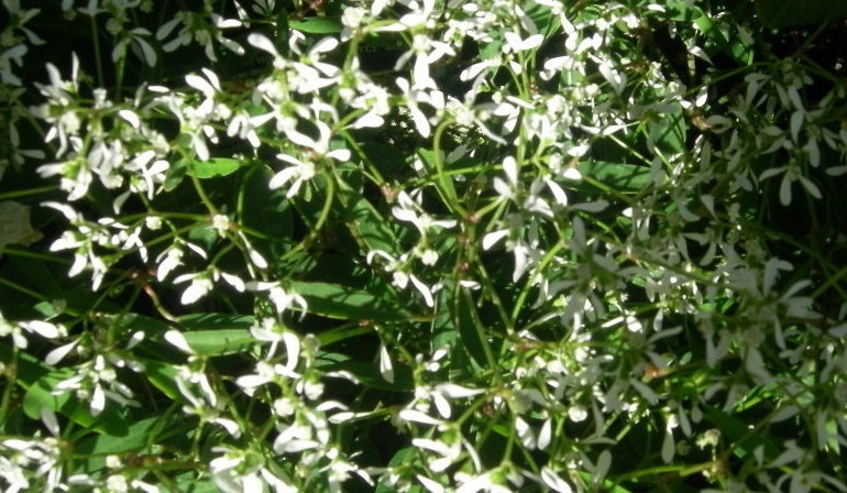 Euphorbia Silverfog