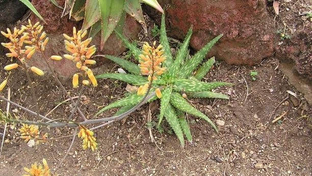 Aloe Hybrid