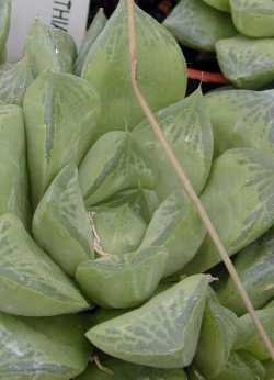 Haworthia Species, Star Window Plant