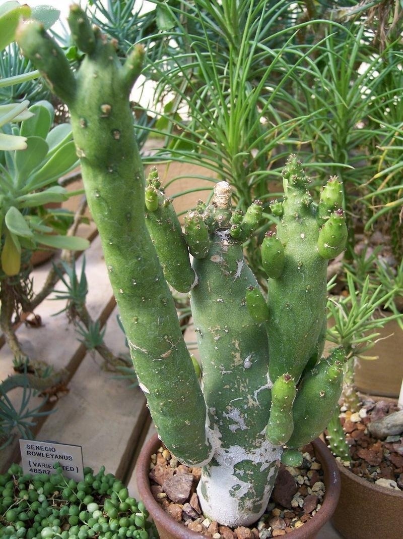 Kleinia Species, Pickle Plant