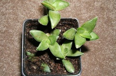 Crassula 'Springtime'